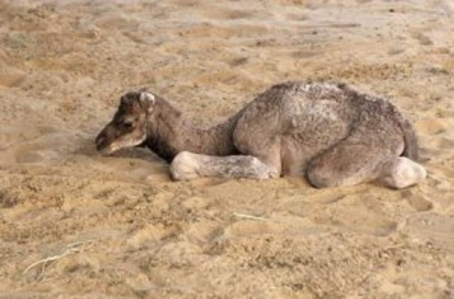 Centro de Reproducción de Camellos en Dubai