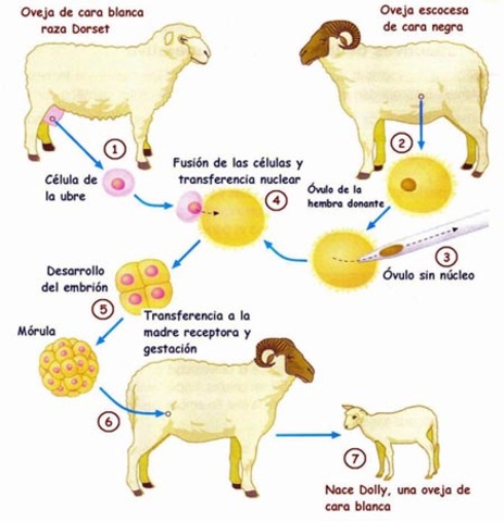 Tecnica de Transferencias