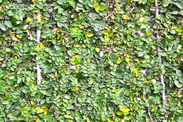 DESCRIPCIÓN DE LA ENAMORADA DEL MURO (FICUS REPENS O PUMILA)