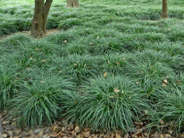 DESCRIPCION CESPED INGLES, (OPHIOPOGON JAPONICUS)