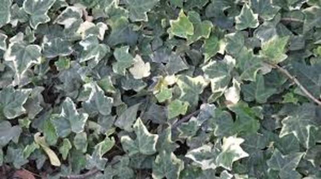 DESCRIPCION HIEDRA VARIEGATA (HEDERA)