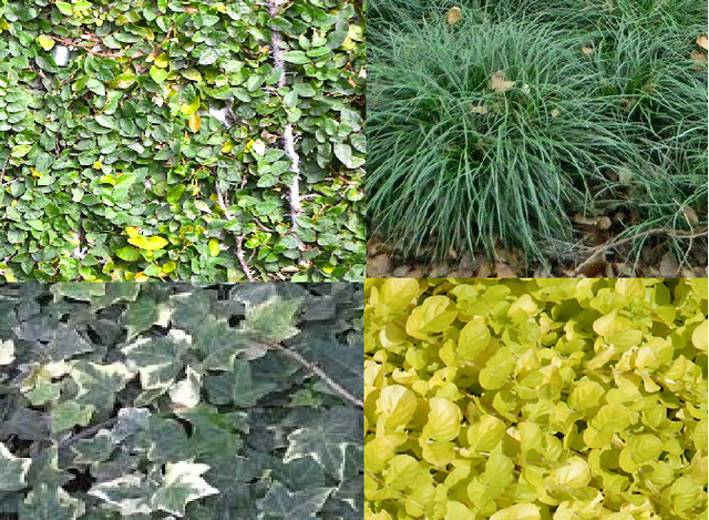 PLANTAS A USAR PARA LA TOPIARIA