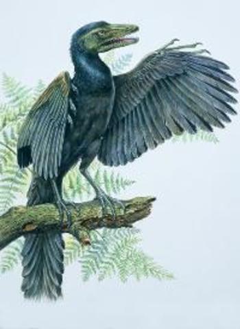 Archaeopteryx