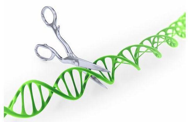 El éxito de las terapias génicas.