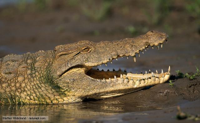 Crocodylus Niloticus