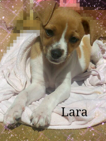 me regalaron a lara y apenas tenia un mes