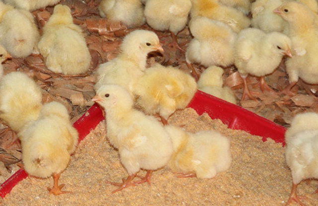 creación de la empresa