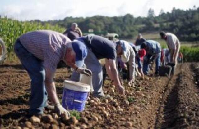 Convenio sobre la inspección del trabajo (agricultura)