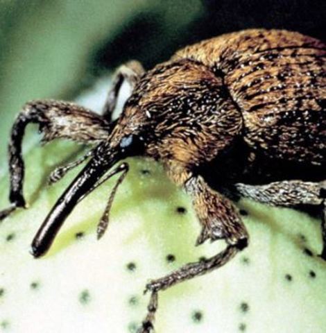Boll Weevil Arrives in Georgia