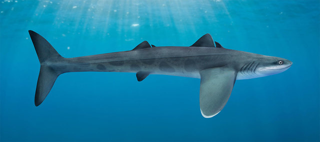 Late Devonian Era (380 million BCE)