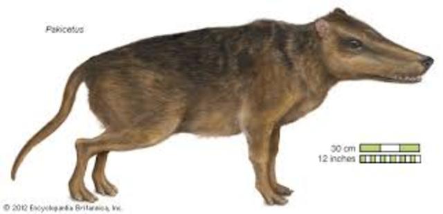 What are the first whales called?