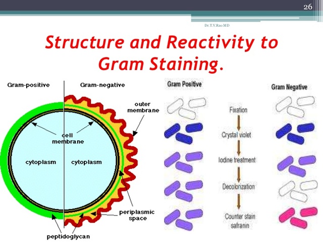 Staining Bacteria