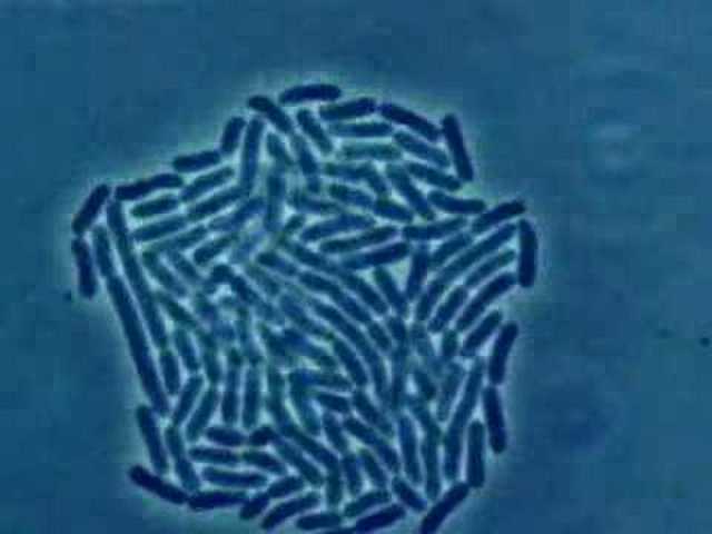 Duplication of Bacteria