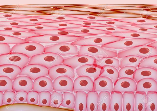 Skin Cells