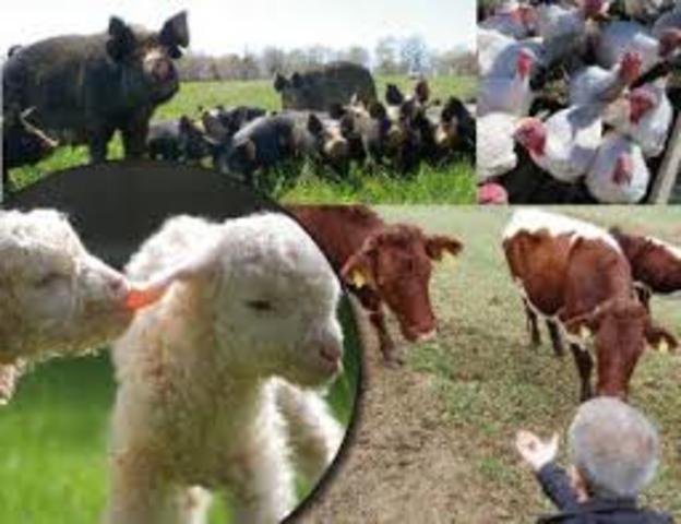 Domesticación de animales(ganadería)