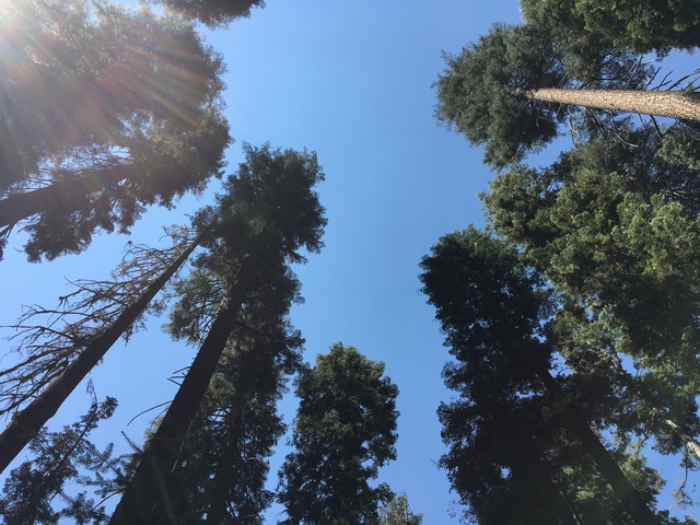 Sequoias park