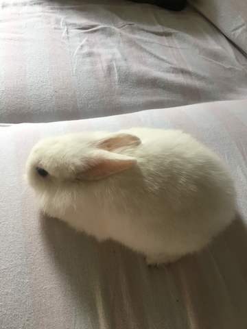 My Bunny :)