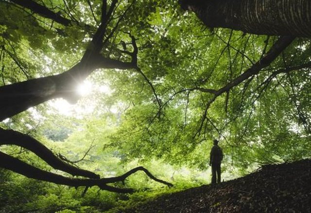 Carta Mundial de la naturaleza