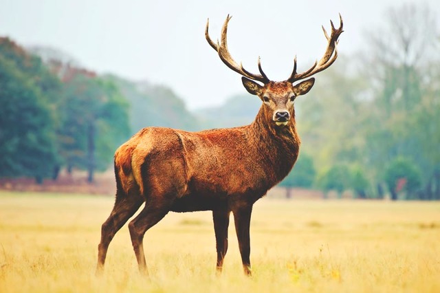 EL CIERVO DE SCHOMBURGK