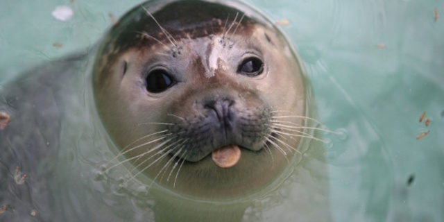 FOCA MONJE (monachus tropicals)