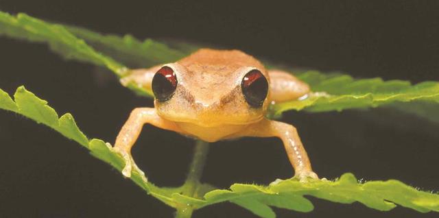 EL COQUI DORADO (Eleutherodactylus   jasperi)