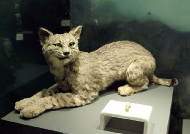 Vegetación y Animales