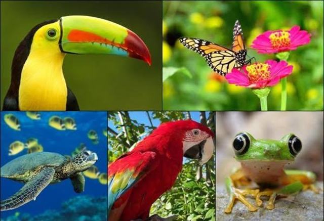 Convenio de Biodiversidad.