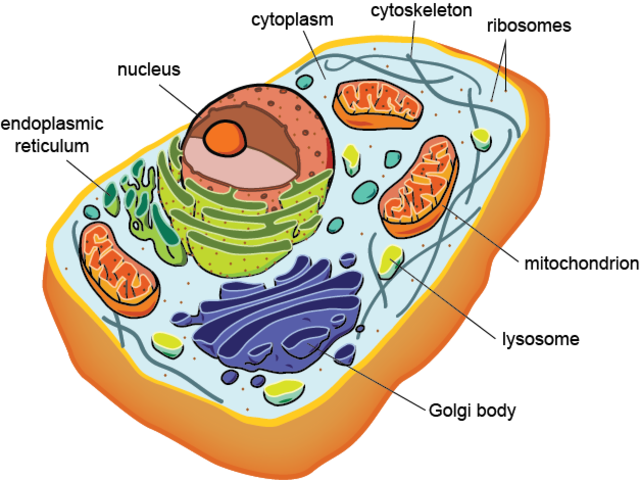 Fisrt eukaryotic cells