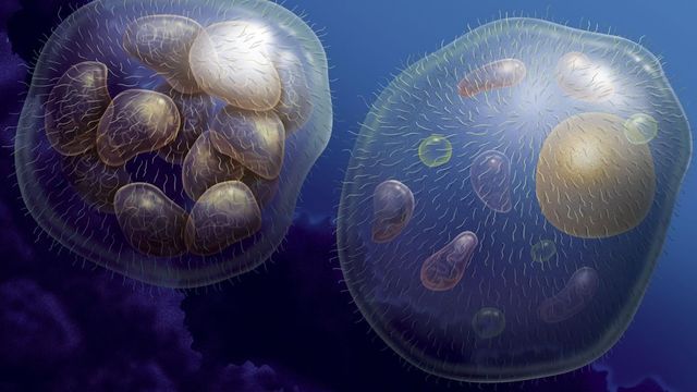 Multicellular organisms. Cambrian life’s explosion