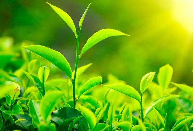 la compañía belga Plant Genetic Systems