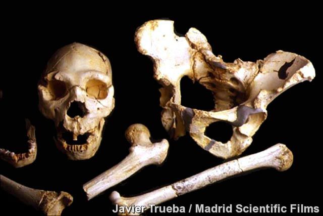 Homo Heidelbergensis 400.000 A.C: