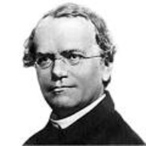 Gregor mendel