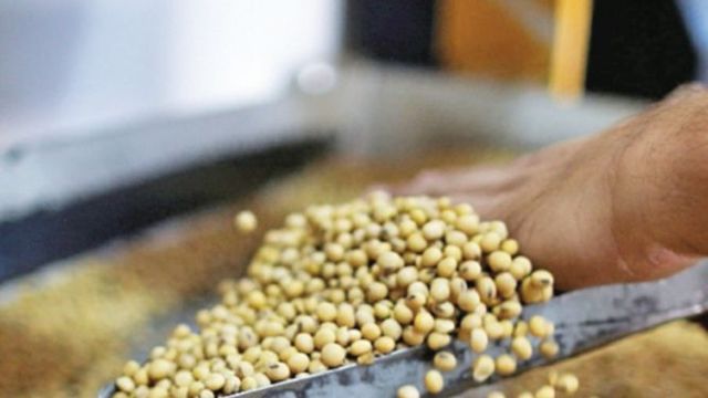 Disertación de la politica del grano