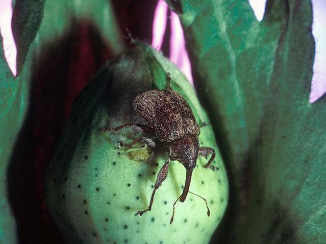 Boll Weevil Affects Cotton
