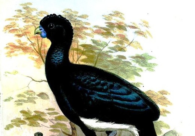 El Paujil colombiano