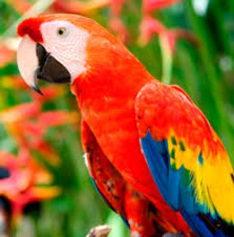 El Guacamayo