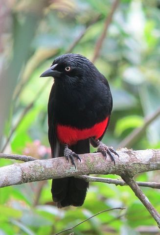 Turpial De Vientre Rojo