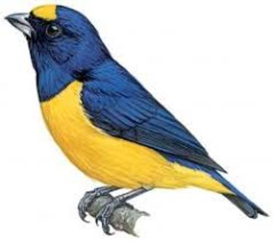 La Eufonia del Magdalena