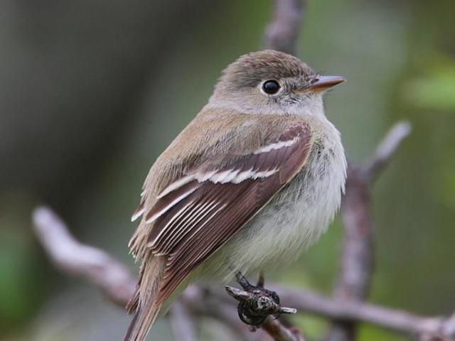 El Cucarachero de pantano