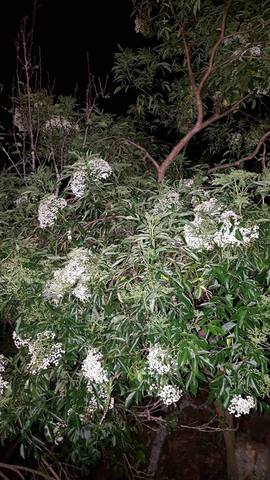 Seleccion de planta para realizar el acodo aereo para obtener el Bonsay.
