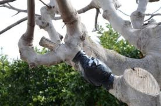 Inauguración del Proyecto de acodos aerios.
