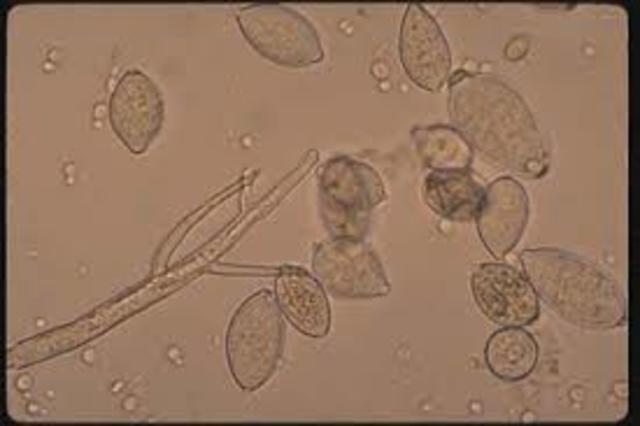 Miles Joseph Berkeley