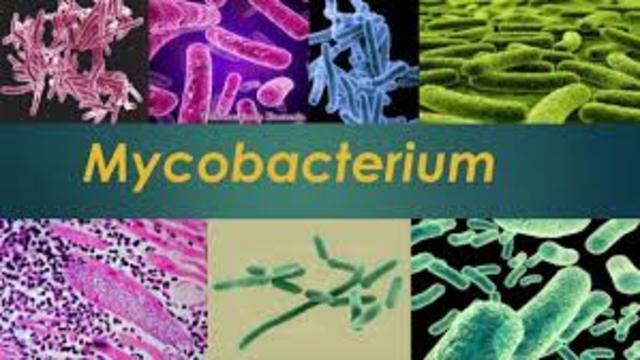 Se descubre el proceso de esporulación en Mycobacterium