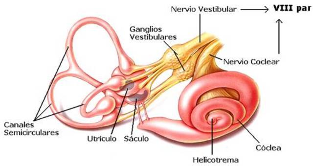 IV. INVESTIGAIONES ACERCA DE LA ACTIVIDAD NERVIOSA SUPERIOR