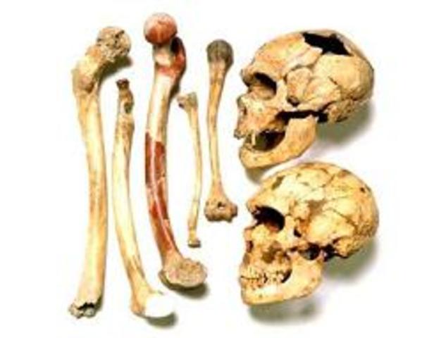 Hallazgos del homo Neanderthal.
