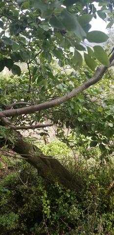 Acodo Aereo en pera (Inaguración)