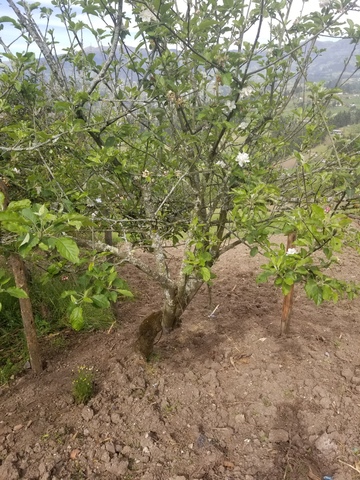 Acodo Aereo en Manzana (Inaguración)