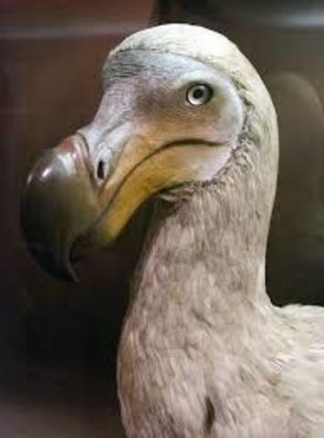 Dodo