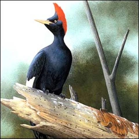 Pajaro Carpintero Pico De Marfil