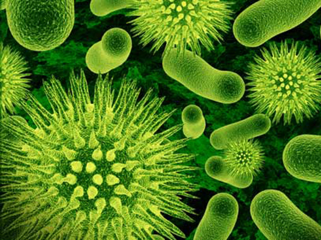 Bacteria and Protozoa